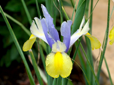 Dutch Iris