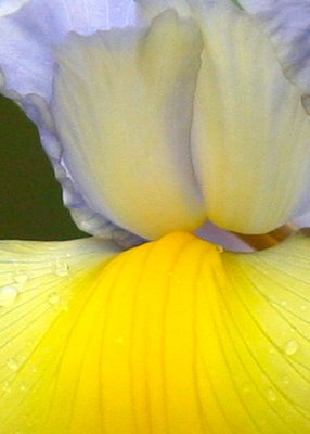Dutch Iris Close-up