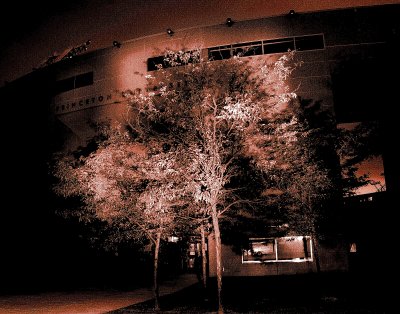 Stadium Tree.jpg