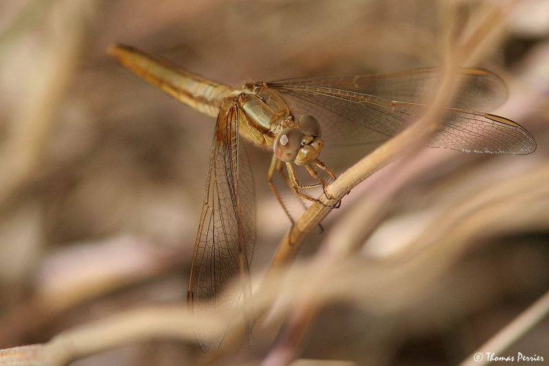 Sympetrum sp. Camargue (4710)