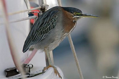 Green Heron - Berre l'Etang_0956