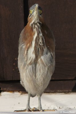 Green Heron - Berre l'Etang_1004