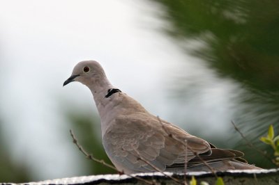 Collared dove - Tourterelle turque - Merlimont (0122)