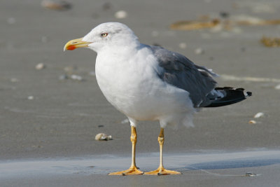 Goeland leucophee - Merlimont (0254)