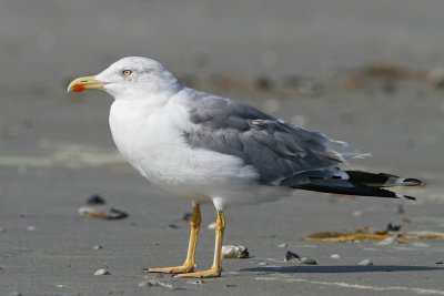 Goeland leucophee - Merlimont (0261)