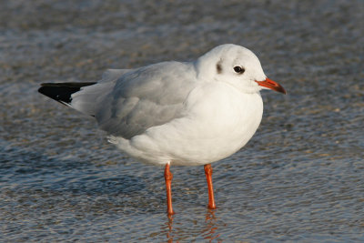 Mouette rieuse - Merlimont (0296)