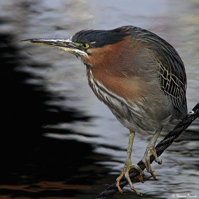 Green Heron - Berre l'Etang