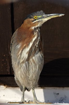 Green Heron - Berre l'Etang