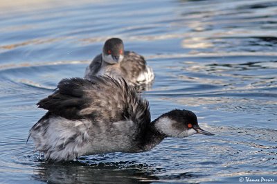 Black necked grebe - Berre l'Etang