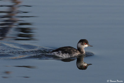 Black necked grebe - Berre l'Etang