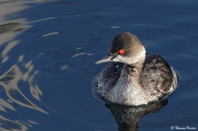 Black necked grebe - Berre l'Etang