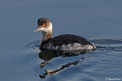 Black necked grebe - Berre l'Etang