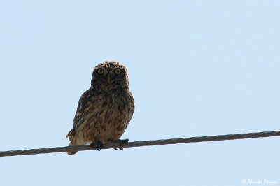 Little owl / Chouette cheveche - Soliman (4719)