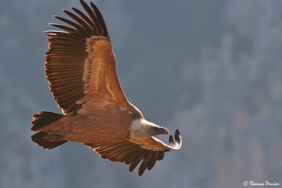 Griffon vulture - Vautour fauve - Rougon (856)