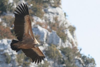 Griffon vulture - Vautour fauve - Rougon (923)