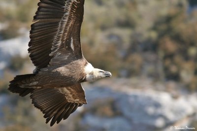 Griffon vulture - Vautour fauve - Rougon (899)