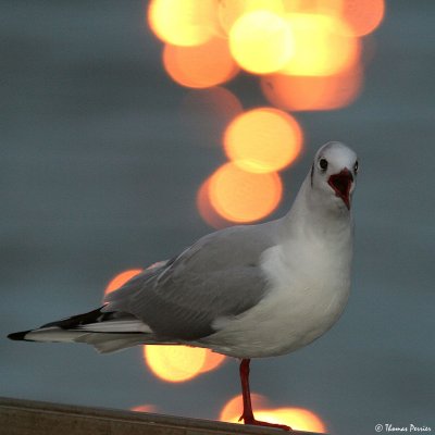 Mouette Rieuse - Sables dOlonne (0453)