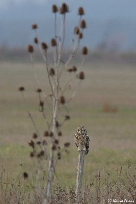 Hibou des marais - Lucon (0549)