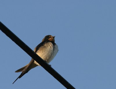 Barn Swallow - Hirondelle rustique - Crau