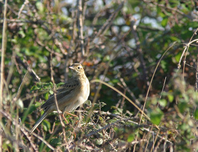 Richard's pipit - Pipit de Richard - Crau