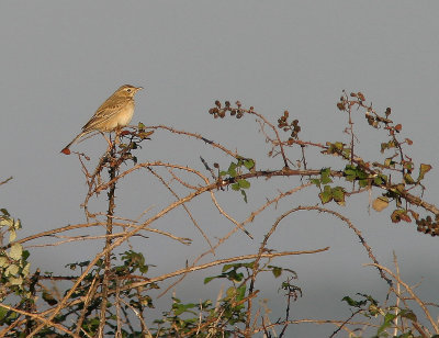 Richard's pipit - Pipit de Richard - Crau