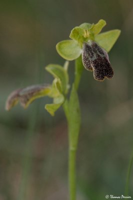 Ophrys fusca - Cuges les Pins (1957)