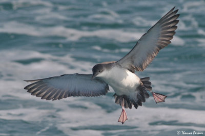 Yelkouan shearwater - Puffin Yelkouan (1149)