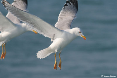 Yellow-legged Gull - Goeland leucophee (1181)