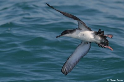 Yelkouan shearwater - Puffin Yelkouan (1221)