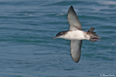 Yelkouan shearwater - Puffin Yelkouan (1233)