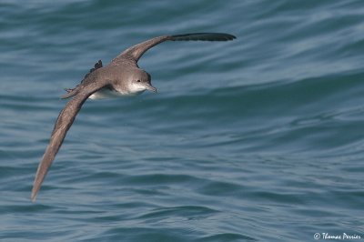 Yelkouan shearwater - Puffin Yelkouan (1265)