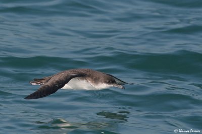 Yelkouan shearwater - Puffin Yelkouan (1327)