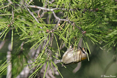 Roitelet Bois de Beauduc_web.jpg