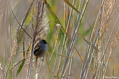 Moustached warbler - Panure  moustaches - Camargue (0704)