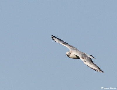 Black headed Gull - Mouette rieuse