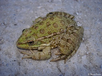 Greek Marsh Frog (Rana kurtmuelleri) ? - Lesvos island (8496)