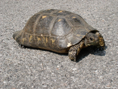 Spur-thighed/Marginated Tortoise (Testudo graeca/marginata) ? (9252)