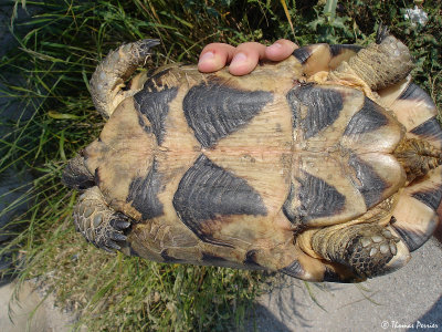 Spur-thighed/Marginated Tortoise (Testudo graeca/marginata) ? (9271)