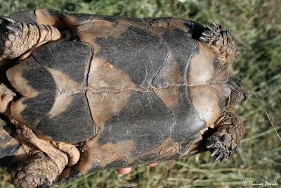 Spur-thighed/Marginated Tortoise (Testudo graeca/marginata) ? - Athens (3251)