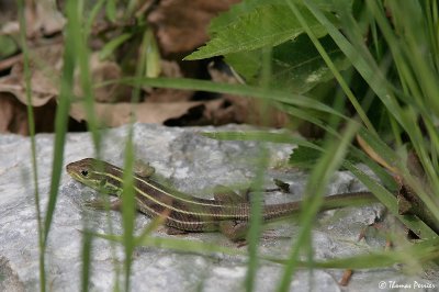 Balkan Green lizard (Lacerta Trilineata) - Lesvos Island (3088)