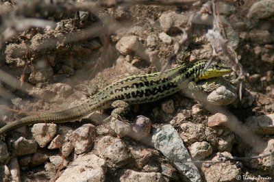 Wall lizard (Podarcis ??) - Serifos island (3670)