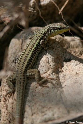 Wall lizard (Podarcis ??) - Serifos island (3677)