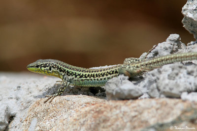 Wall lizard (Podarcis ??) - Serifos island (3688)