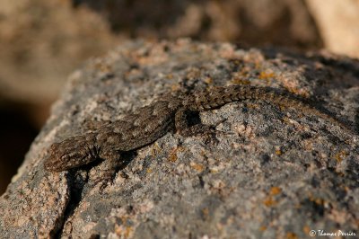 Kotschy's Gecko (Mediodactylus kotschyi) - Serifos island (3738)