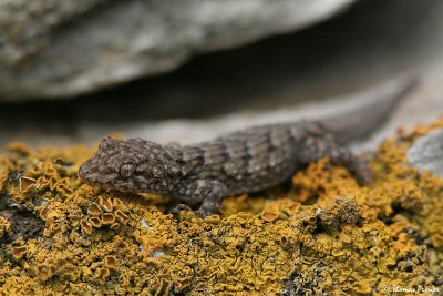 Kotschy's Gecko (Mediodactylus kotschyi) - Serifos island (3766
