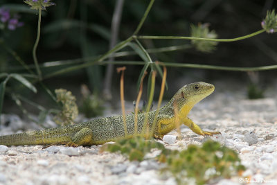 Balkan green lizard (Lacerta Trilineata) - Serifos island (3791)