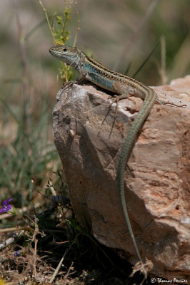 Peloponnese Wall Lizard (Podarcis peloponnesiacus) - Mycenae (3565)