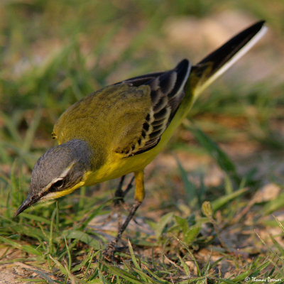 Motacilla flava - Plan de St Cannat 1909