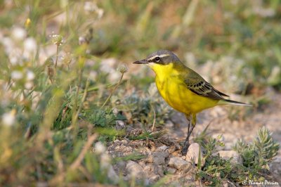 Motacilla flava - Plan de St Cannat 1893