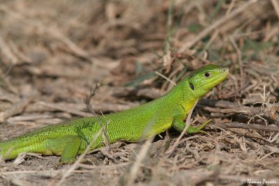 Lezard vert - Marais du Verdier - Camargue 4708